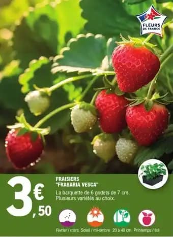 Fraisiers "fragaria vesca"