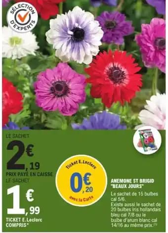 "BEAUX JOURS" Anemone st brigid