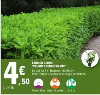 Laurier cerise "prunus laurocerasus"