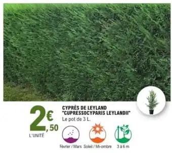 Cyprès de leyland "cupressocyparis leylandii"