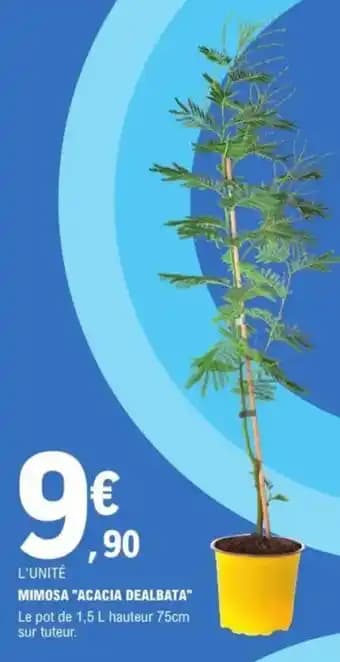 Promotion Exclusives de 1
Mimosa : Découvrez l'Offre incontournable