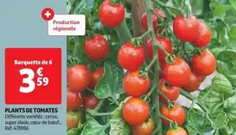 Promotion Exclusives de 51
De tomates : Découvrez l'Offre incontournable