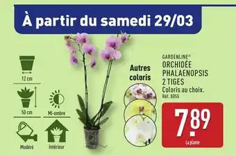 GARDENLINE® Orchidée phalaenopsis 2 tiges