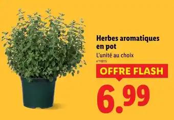 Promotion Exclusives de 1
Herbes aromatiques : Découvrez l'Offre incontournable