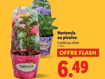 Promotion Exclusives de 1
Pivoine : Découvrez l'Offre incontournable