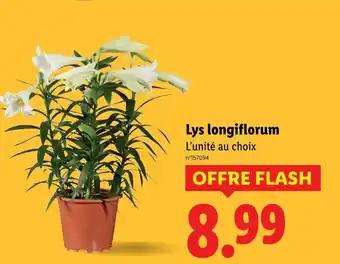 Promotion Exclusives de 11
Lys : Découvrez l'Offre incontournable