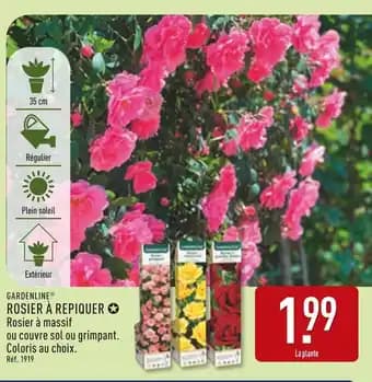 Promotion Exclusives de 7
Rosier : Découvrez l'Offre incontournable