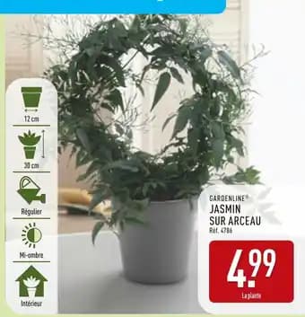 GARDENLINE Jasmin sur arceau