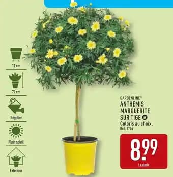 Promotion Exclusives de 9
Marguerite : Découvrez l'Offre incontournable