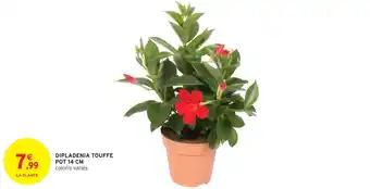 Dipladenia touffe 14 cm