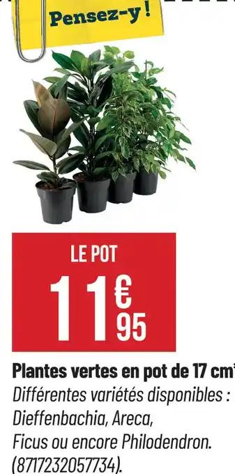 lantes vertes en pot de 17 cm
