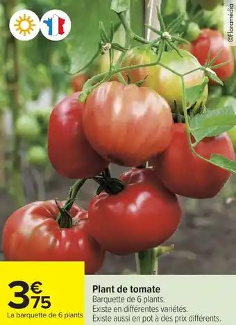Promotion Exclusives de 45
Tomate : Découvrez l'Offre incontournable