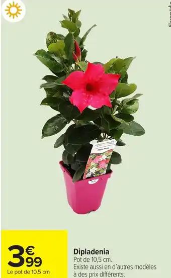 Promotion Exclusives de 3
Dipladenia : Découvrez l'Offre incontournable