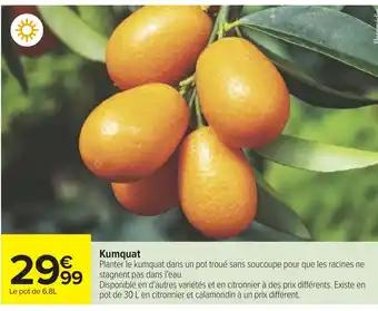 Promotion Exclusives de Kumquat : Découvrez l'Offre incontournable