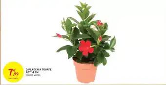 D'isacène toutffe pot 14 cm