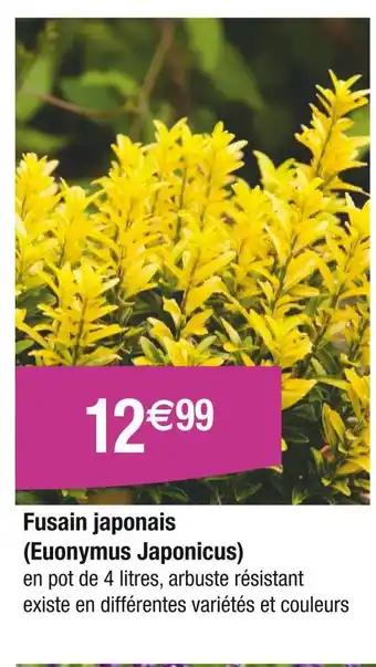 Fusain japonais (Euonymus Japonicus)