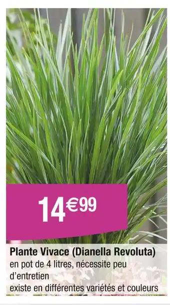 Plante Vivace (Dianella Revoluta)