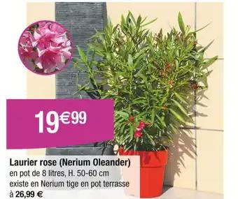 Laurier rose (Nerium Oleander)