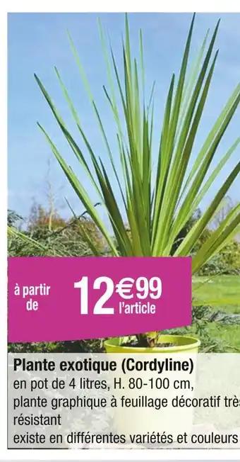Plante exotique (Cordyline)