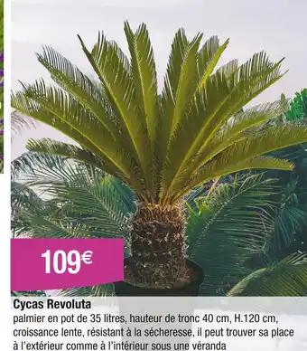 Promotion Exclusives de 1
Cycas revoluta : Découvrez l'Offre incontournable