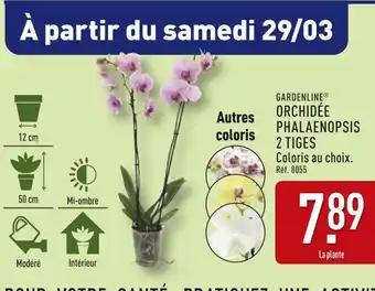 GARDENLINE Orchidée phalaenopsis 2 tiges