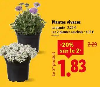 Promotion Exclusives de 1
Plantes vivaces : Découvrez l'Offre incontournable