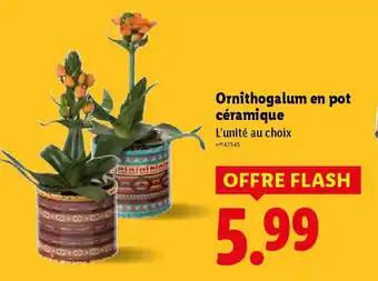 Promotion Exclusives de 4
En pot céramique : Découvrez l'Offre incontournable