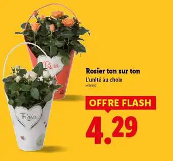 Promotion Exclusives de 8
Rosier : Découvrez l'Offre incontournable