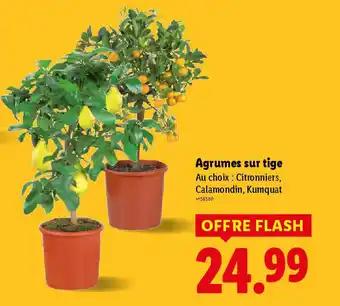 Promotion Exclusives de 5
Tige : Découvrez l'Offre incontournable