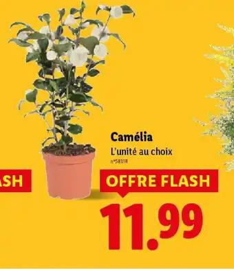 Promotion Exclusives de 1
Camélia : Découvrez l'Offre incontournable