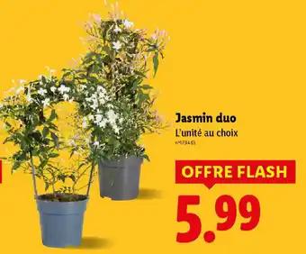 Promotion Exclusives de 13
Jasmin : Découvrez l'Offre incontournable