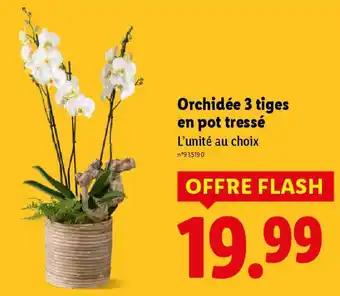 Orchidée 3 tiges en pot tressé