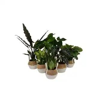 Promotion Exclusives de 29
Verte : Découvrez l'Offre incontournable