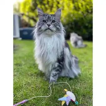Promotion Exclusives de 12
Croquettes chat sterilise : Découvrez l'Offre incontournable