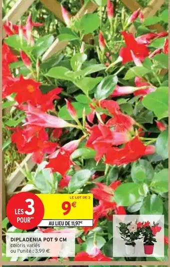 Promotion Exclusives de 9
Dipladenia : Découvrez l'Offre incontournable