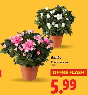 Promotion Exclusives de 4
            
        
        Azalée : Découvrez l'Offre incontournable