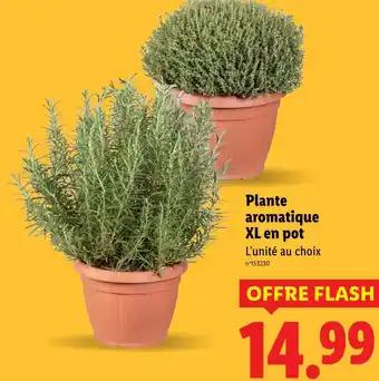 Plante aromatique XL en pot