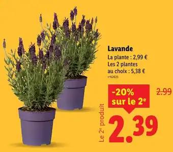Promotion Exclusives de 14
            
        
        Lavande : Découvrez l'Offre incontournable