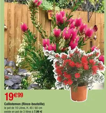 Callistemon (Rince-bouteille)