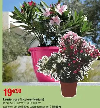 Laurier rose tricolore (nerium)