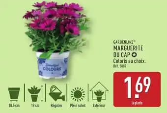 GARDENLINE® Marguerite du cap