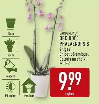 GARDENLINE Orchidée phalaenopsis