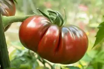 Promotion Exclusives de 1
            
        
        Tomates anciennes : Découvrez l'Offre incontournable