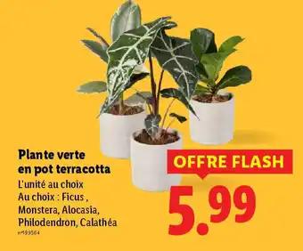 Plante verte en pot terracotta
