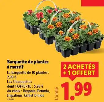 Barquette de plantes à massif