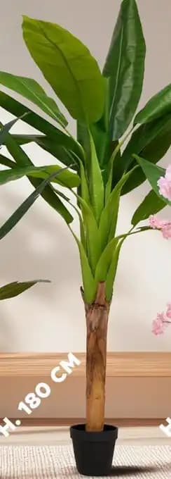 Promotion Exclusives de 2
Bananier : Découvrez l'Offre incontournable