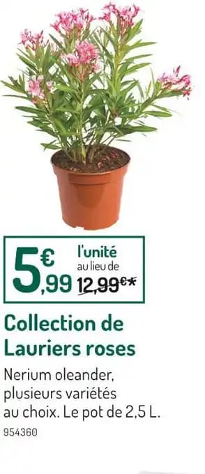 Collection de Lauriers roses