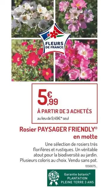 PAYSAGER FRIENDLY Rosier en motte