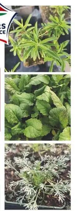 Collection d'aromatiques bio