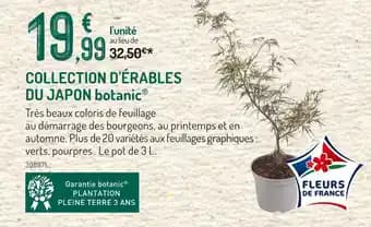 botanic Collection d'érables du japon